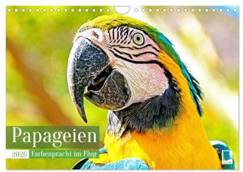 Papageien: Farbenpracht im Flug (Wandkalender 2026 DIN A4 quer), CALVENDO Monatskalender: Ara, Kea, oder Arakakadu: farbenprächtig und intelligent (CALVENDO Tiere)