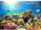 Runa Art Fototapete Aquarium Unterwasser 352 x 250 cm Vlies Tapeten XXL Moderne Wandtapete Wohnzimmer Schlafzimmer Bunt 9073011a