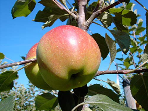 Apfelbaum Elstar Zwergapfelbaum Balkonobst Terrassenobst Zwergobstbaum 80-100 cm 5 Liter Topf M9