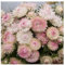 Helichrysum 'Silvery Rose' / Xerochrysum braceatum/Everlastings/Good Cut and Dried Flowers/Seeds