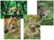 Edition Colibri LUCHSE Postkarten-Set, 4 Tierpostkarten von Luchsen aus Deutschland (10560)