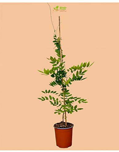 Pianta Glicine - Dimensione Vaso Vaso 18cm