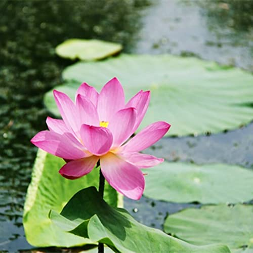 10 Stück Lotus-Blumensamen, die georgisch schnell wachsen, ausgezeichnet produzierende Nelumbo-Samen für den Garten Rosa