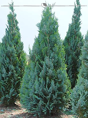 Scheinzypresse Chamaecyparis Columnaris 180-200 cm. 3 Zypressen Heckenpflanze