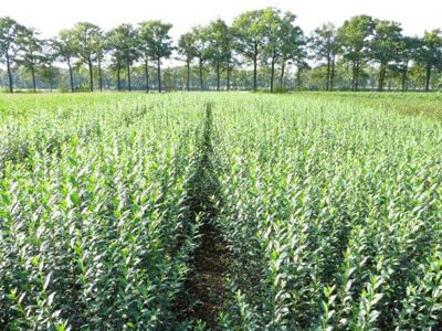 10 Stk. Liguster Atrovirens Ligusterhecke Containerware 80-100 cm hoch - Ligustrum vulgare Atrovirens - Garten von Ehren®