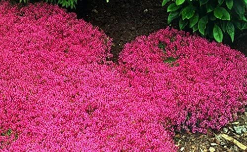 200 Creeping Thyme Seeds Flower Seeds Rock CRESS Ground Cover Seeds Carpet Evergreen Plant Easy to Grow for Garden Lawn Red