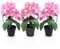 Murago - 3er Set Künstliche Azalee im Topf Rosa - Kunstblumen Kunstpflanzen Pflanzen Blumen Gastro Frühling Dekoration Pink für Balkon Hochzeit
