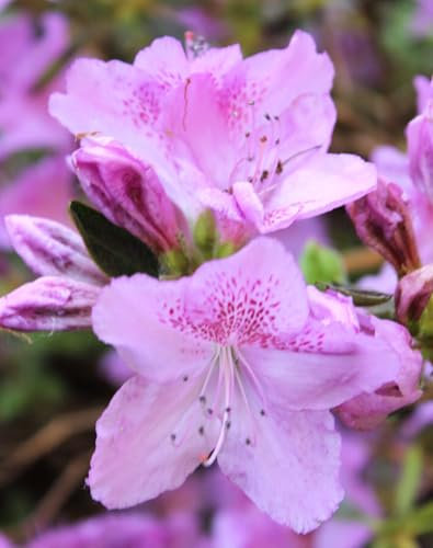 Rhododendron optusum japanische Azalee Ledikanense rosa - purpur 15-20 cm winterhart Freilandaufzucht