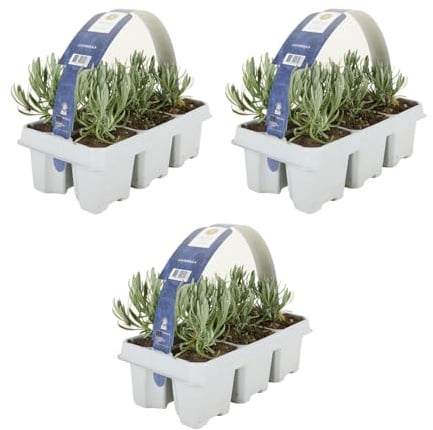 Bloomique - Set mit 18 Lavendelsträuchern (Lavandula angustifolia 'White') - Lavendel - Winterhart - Balkonpflanzen - Duftend - Höhe 10-20 cm - Wurzelballen 6 cm