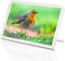 Beautiful Red Robin Classic Fridge Magnet - Bird Christmas Animals #15509