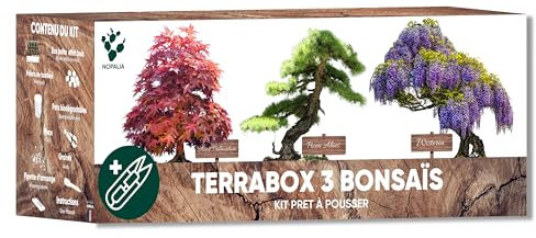 Kit Bonsaï Prêt à Pousser – Graines 100% Biologiques (Wisteria, Acer Palmatum, Picea Abies) – Idée Cadeau Zen Homme Femme – Mini Jardin Japonais DIY – Décoration Intérieur – Made in France