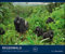 Regenwald 2023 - Bild-Kalender - Poster-Kalender - 60x50