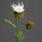 Distel Disteln Distelgras Kunstblume Kunstpflanze, 57 cm, creme