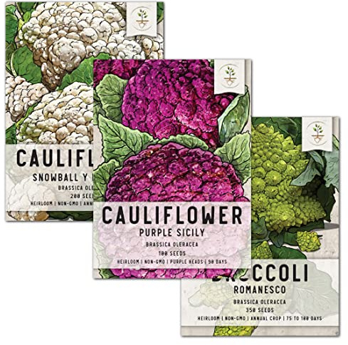 Seed Needs Cauliflower Seeds Variety Pack of 3 Non-GMO Heirloom Vegetables