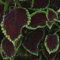 15 graines de Graines Coleus pastillées Premium, soleil Graines de chocolat à la menthe