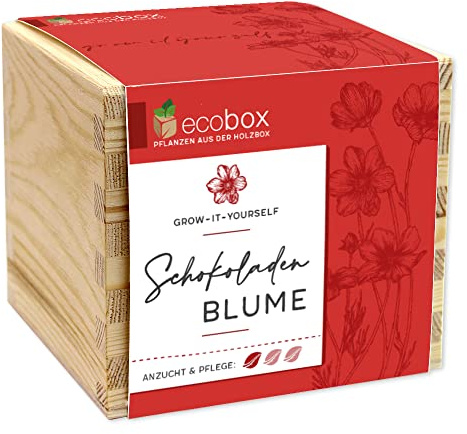 ecobox, Schokoladenblume, Pflanzen Aus Der Holzbox 11x11x10cm, Made in Austria, Nachhaltige Geschenkidee, Grow Your Own/Anzuchtset