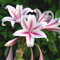 80 Stück gemischte Lilienblütensamen