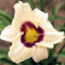Winterhart Zwiebeln Blumenzwiebeln MehrjäHrig Winterhart Taglilien Winterhart MehrjäHrig Hemerocallis Pflanzen Pflegeleichte Gartenbepflanzung Im Freien Hemerocallis-8bulbs-F