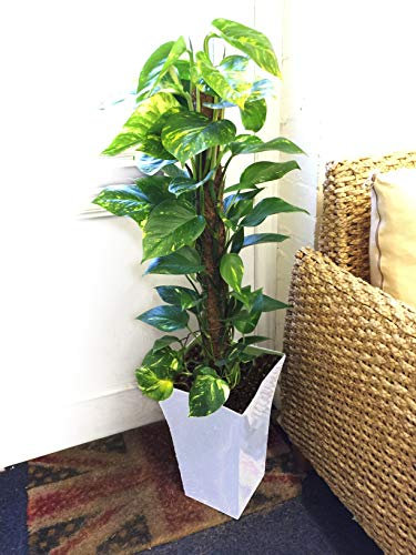 Easy Plants 1 Large Devil's Ivy House Plant in Gloss White Milano Pot - 90/100cm Tall Floor Plant
