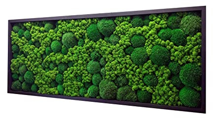 Hello Moss Moosbild - Moos Deko Für Ihr Haus - Bilderrahmen mit Kissenmoos und Cladonia - moderne Mooswand Lebend - Einzigartige Wanddeko - verschiedene Großen (Schwarz, 60x30cm)