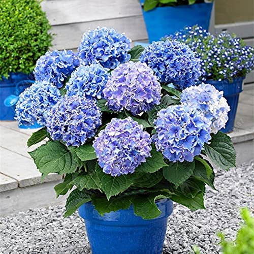 20 Pz Semi di Ortensia Fiore Pianta Home Office Ornamento Vaso da Giardino Bonsai Decor Semi per Piantare Giardino Blu Semi Di Ortensia