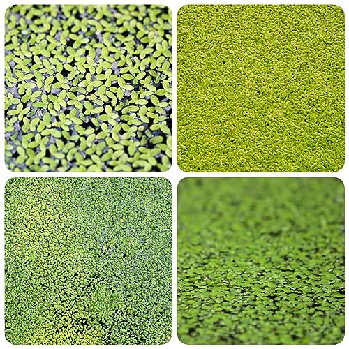 300 pcs Wasserlinsen Teich Samen, aquarium deko (Lemna minor) aquariumpflanzen anpflanztöpfchen wasserpflanzen für aquarien aquariumpflanzen echte schwimmpflanzen miniteich exotische