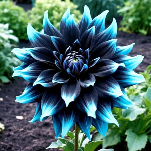 Dahlia-Strong Plants That Grow Well/Mix Golden Jade Carving Feels Perfect -A-2 Bulbs