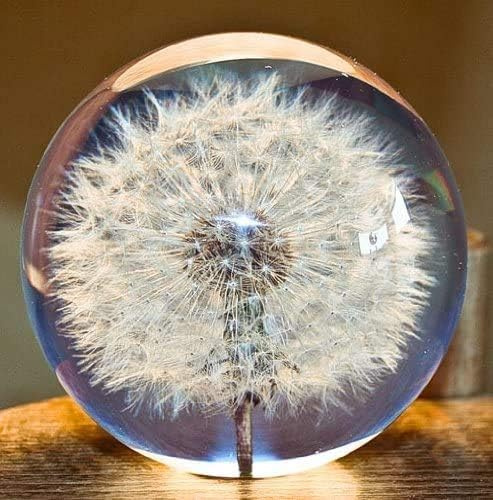 Ornamente Geschenke Glas Briefbeschwerer A Dream Ball Kristall Wunschkugel Einzigartiger Briefbeschwerer aus Pusteblume Das perfekte Geschenk (7 cm) Durchmesser