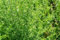Einjähriger Beifuß - Qing Hao - Sweet Wormwood - Artemisia annua - Lichtkeimer - 125 Samen