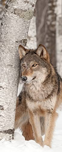 A.Monamour Türtapete Selbstklebend Türfolie Türposter 3D Grauer Wolf Steht Im Schnee Neben Einem Birkenbaum Tier Thema Vinyl Folie Türdeko Tapete Wandbild Türaufkleber Türtattoo 77 x 200 cm