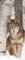 A.Monamour Türtapete Selbstklebend Türfolie Türposter 3D Grauer Wolf Steht Im Schnee Neben Einem Birkenbaum Tier Thema Vinyl Folie Türdeko Tapete Wandbild Türaufkleber Türtattoo 77 x 200 cm