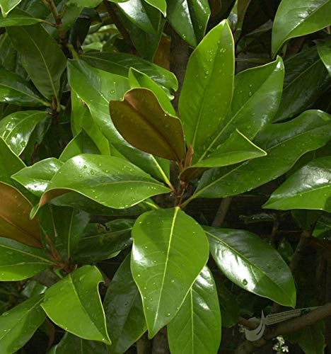 Immergrüne Magnolie Galissoniere 125-150cm - Magnolia grandiflora - lebende Gartenpflanze aus den Baumschulen