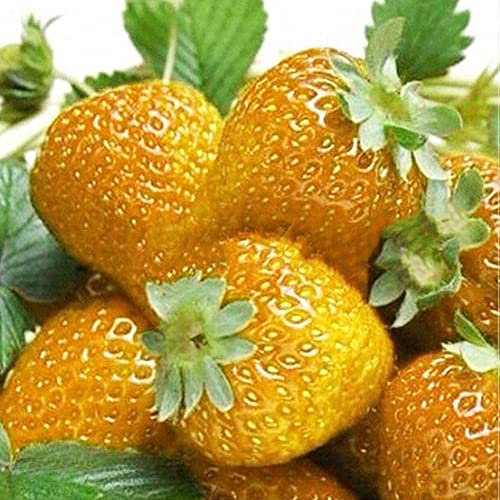 Generic Graines de Fraises, 100 graines de Fraises Douces Multicolores Maison Jardin Ferme Plantation de Plantes fruitières Jaune Graines de Fraise