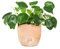 Pilea Pianta delle Monete, Altezza 25 cm, Pianta Vera, Pianta da Interno, Vaso Artigianale in Terracotta (onda)