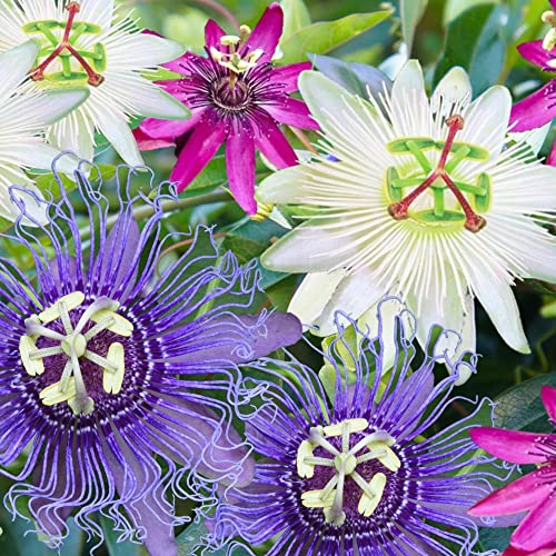 Passiflora Mix | Passion Flower Plants | 3 x Flowering Varieties for Pots Containers | Potted Garden Ready Climbing Vines