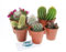Pack 6 Cactus Plantas de Fácil Cuidado Perfectas para Principiantes