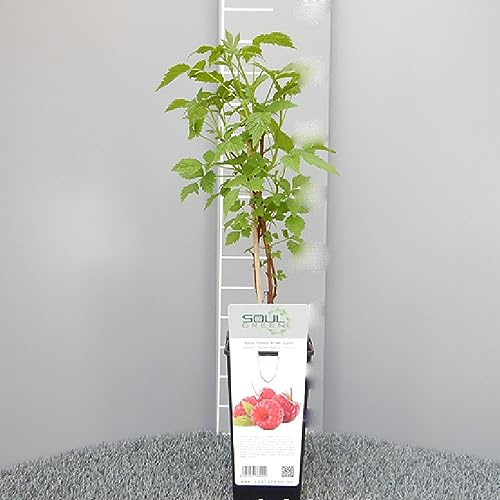 SAVINI VIVAI Pianta di Lampone Rosso Rifiorente Medio Tardivo Zefa Piante di Frutti di Bosco Albero in vaso 11x11 cm Altezza 50 cm Made in Italy