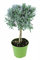 Lavendel Baum, Lavendel Stamm, Stämmchen, Marktfrische Lavendel Pflanze