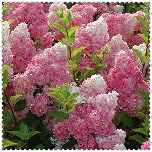 300pcs / bag hortensias paniculata 'Vanilla Fraise', semilla de Hortensia, semillas de flores bonsai, 11 colores para elegir, planta de jardín de casa