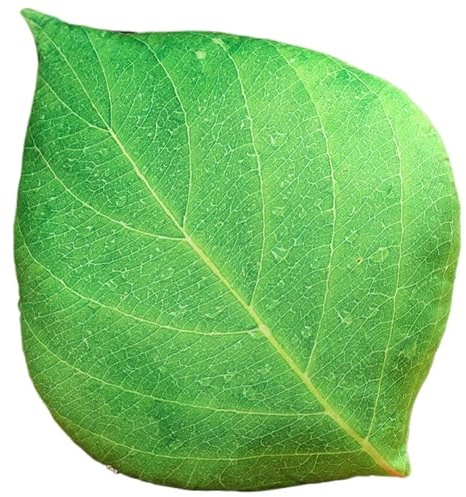 KUKUShining Blätter Plüsch Kissen, Weiches Ahornblatts Dekokissen Plüschtier Blattförmiges Wurfkissen Kuscheltier Pflanzen Zierkissen(Green)