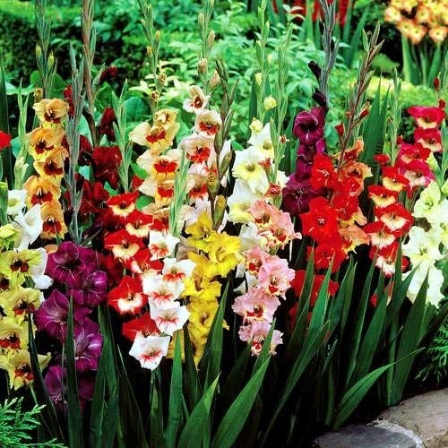 Riesen Gladiolen Mischung - 10 blumenzwiebeln