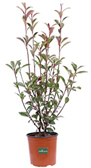 Pianta di Photinia Fraseri Red Robin Pianta di Fotinia pianta da esterno pianta da giardino pianta ornamentale di Photinia pianta da siepe pianta vera venduta da eGarden.store (Vaso 17 cm)