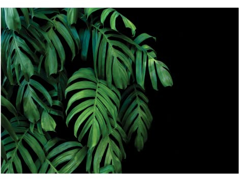 Fototapete Blätter Monstera Grün Schwarz Pflanzen Tropische Betonoptik - inkl. Kleister - für Wohnzimmer Schlafzimmer Flur Vlies Tapete Vliestapete Wandtapete Motivtapeten Montagefertig (368x254 cm)