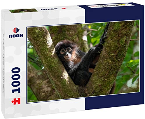 Noah Jigsaw Puzzle Monkey in Tree in Costa Rica 1000 Pieces