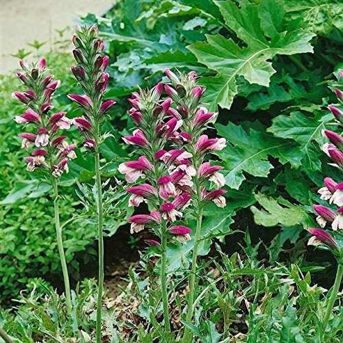 Dornige Bärentatze Acanthus spinosus Staude im Topf gewachsen