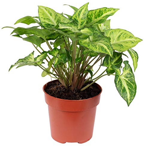 Purpurtute 'Arrow' - echte Zimmerpflanze, Syngonium Arrow - Höhe ca. 25 cm, Topf-Ø 12 cm