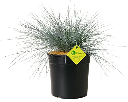 Plantì FESTUCA GLAUCA echte Zimmerpflanze und echte Outdoor-Pflanze Elijah Blue, Blauschwingel. Immergrüne Topfpflanze oder vielseitig einsetzbare Echtpflanze im Freiland Topfdurchmesser 19 cm