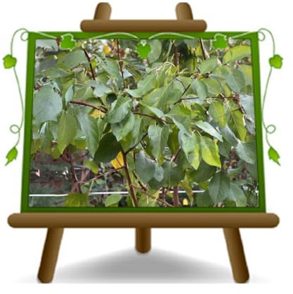 EURO PLANTS VIVAI Cerisier nain - plante fruitière sur pot 20 cm porte-greffe franc hauteur max 170 cm - Âge 2 ans