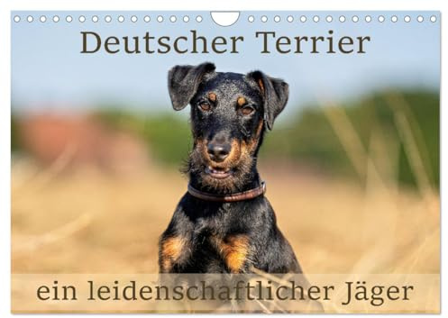 Deutscher Terrier - ein leidenschaftlicher Jäger (Wandkalender 2026 DIN A4 quer), CALVENDO Monatskalender: Der deutsche Terrier ist ein typischer Jagdhund. (CALVENDO Tiere)