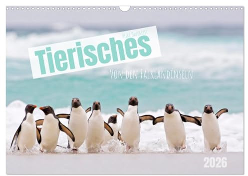 Tierisches von den Falklandinseln (Wandkalender 2026 DIN A3 quer), CALVENDO Monatskalender: Pinguine und andere tierische Bewohner der Falklandinseln im Südatlantik. (CALVENDO Tiere)